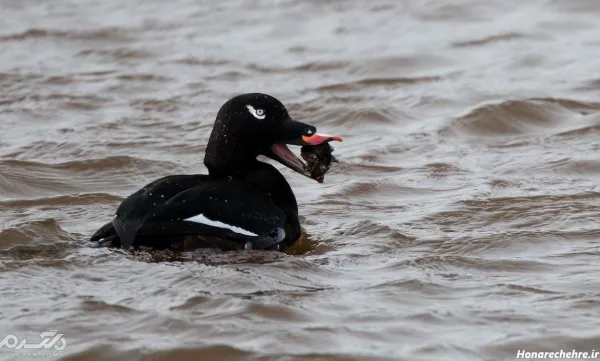  عکس اردک سیاه