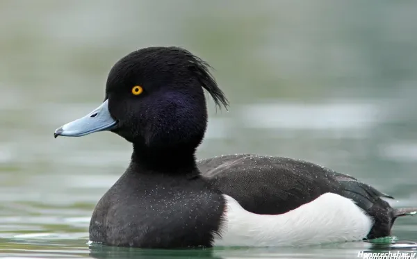  عکس اردک سیاه