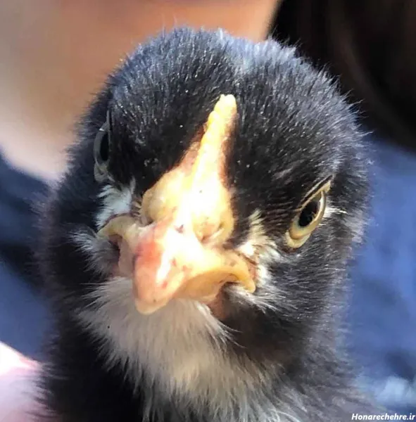  عکس اردک سیاه