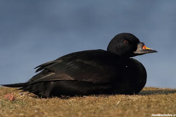  عکس اردک سیاه