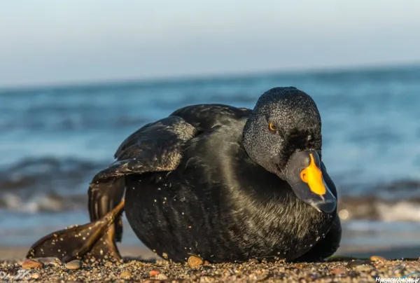  عکس اردک سیاه
