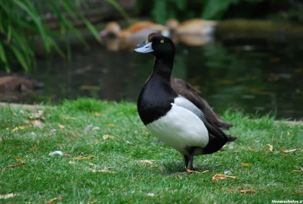  عکس اردک سیاه