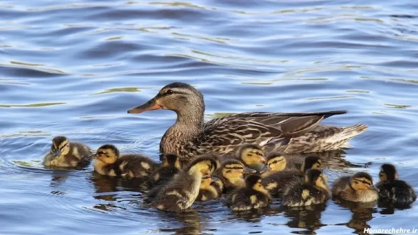  عکس اردک سیاه