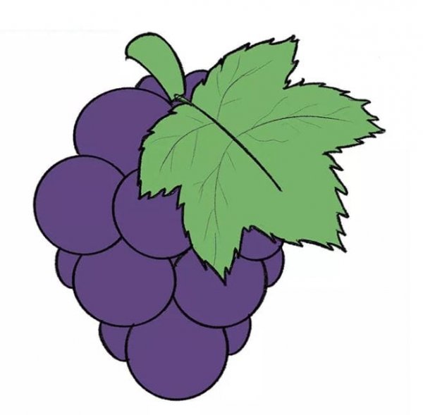  عکس انگور نقاشی