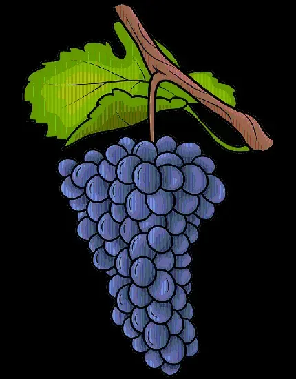  عکس انگور بنفش