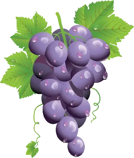  عکس انگور بنفش