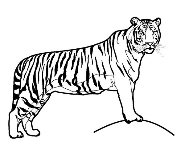  عکس نقاشی ببر کودکانه