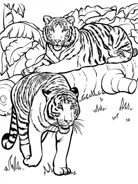  عکس نقاشی ببر کودکانه