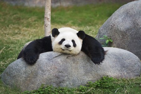  عکس کارتونی پاندا