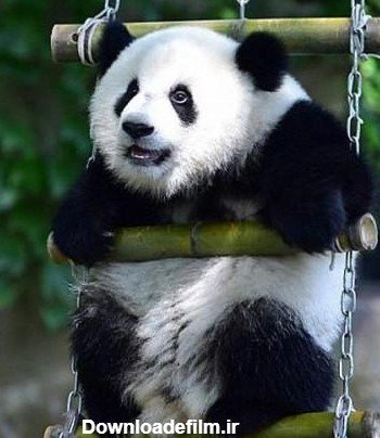 عکس پاندا کیوت واقعی