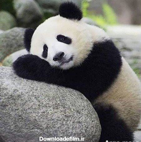  عکس پاندا کیوت واقعی