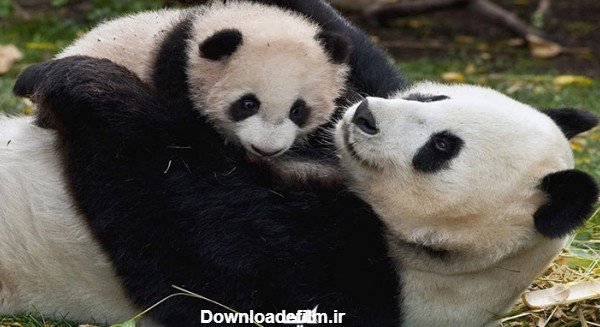  عکس پاندا کیوت واقعی