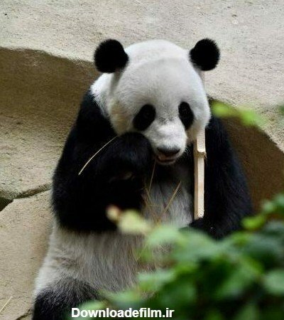  عکس پاندا کیوت واقعی