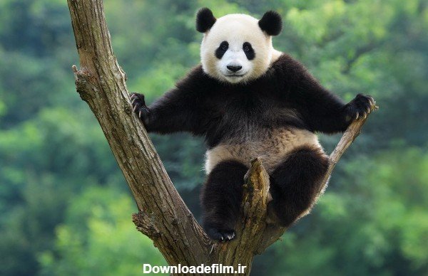  عکس پاندا کیوت واقعی