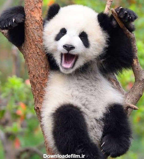 عکس پاندا کیوت واقعی
