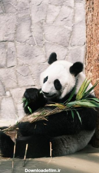  عکس پاندا کیوت واقعی