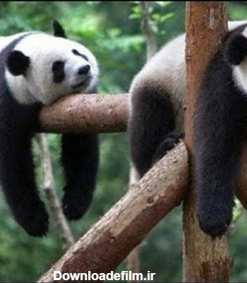  عکس پاندا کیوت واقعی