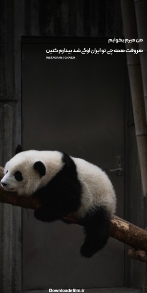  عکس پاندا کیوت واقعی