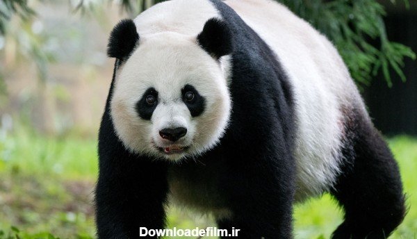  عکس پاندا کیوت واقعی
