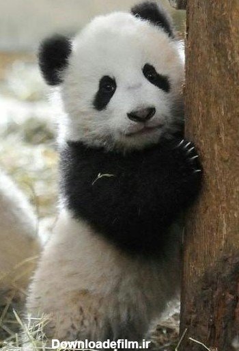 عکس پاندا کیوت واقعی