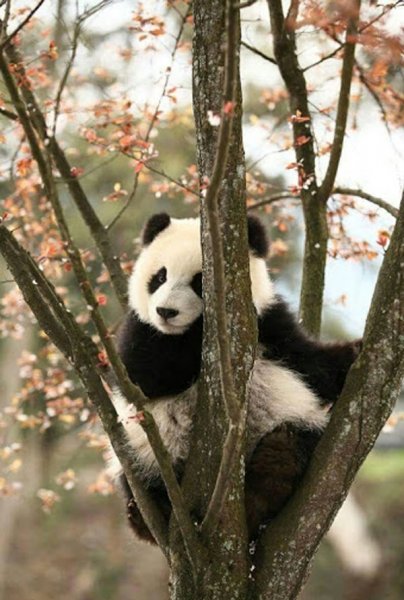 عکس پاندا برای پروفایل