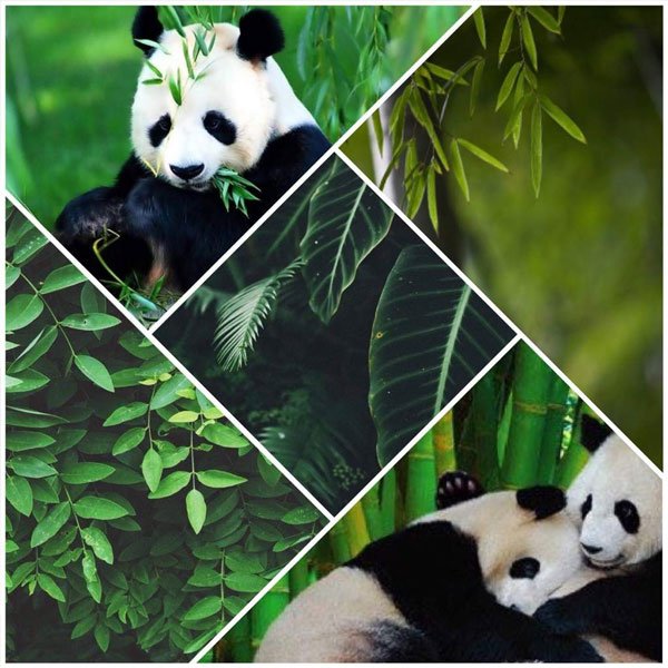  عکس پاندا برای پروفایل