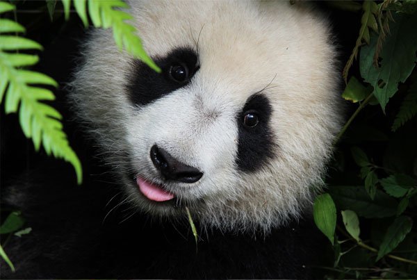  عکس پاندا برای پروفایل