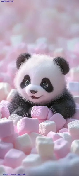  عکس پاندا برای تصویر زمینه