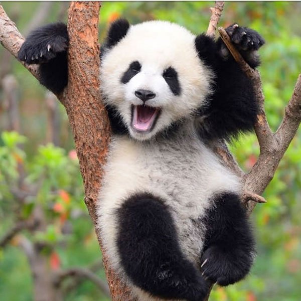 عکس پاندا سیاه و سفید