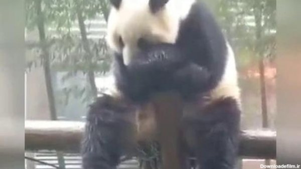 عکس پروفایل پاندا غمگین