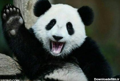  عکس پروفایل پاندا غمگین