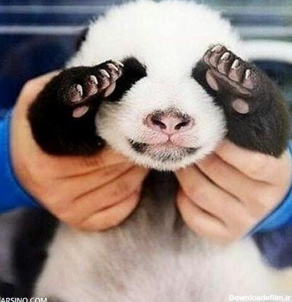  عکس پروفایل پاندا غمگین