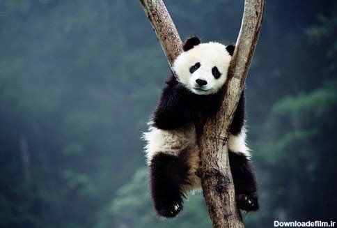  عکس پروفایل پاندا غمگین