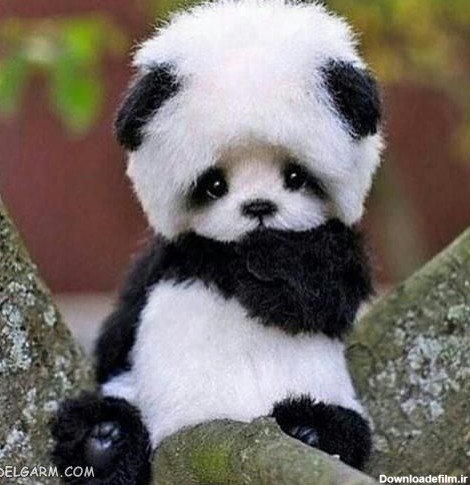  عکس پروفایل پاندا غمگین