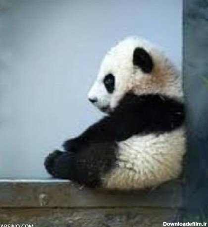  عکس پروفایل پاندا غمگین