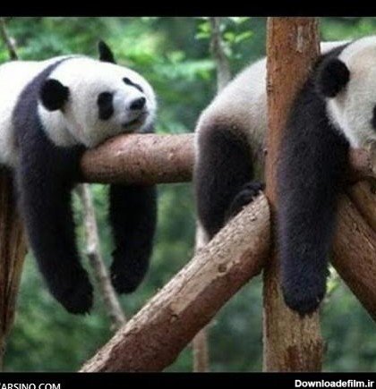  عکس پروفایل پاندا غمگین