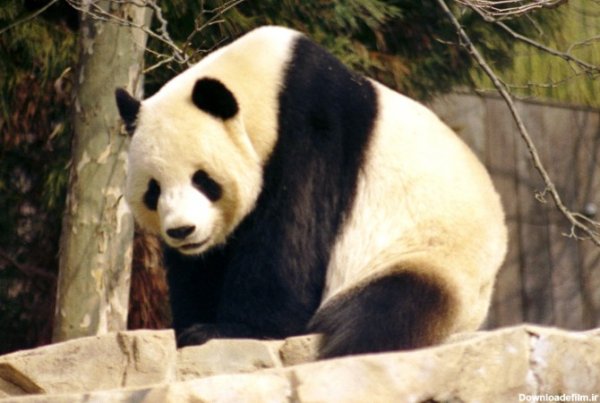  عکس پروفایل پاندا غمگین