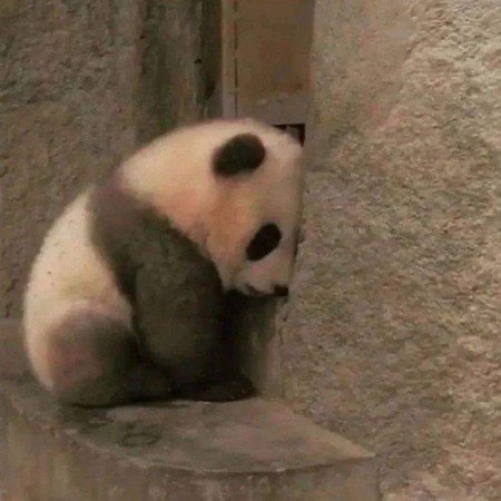  عکس پاندا کیوت برای پروفایل