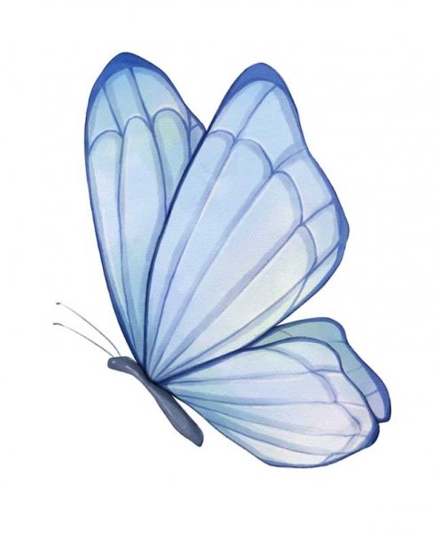  عکس کارتونی پروانه