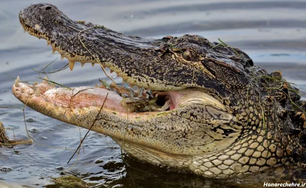  عکس تمساح واقعی
