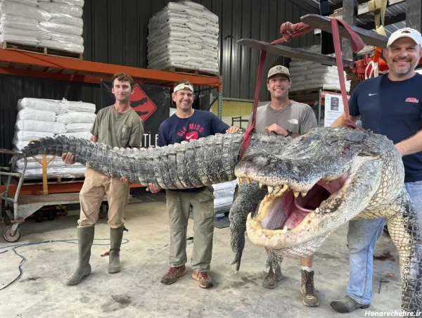  عکس تمساح واقعی