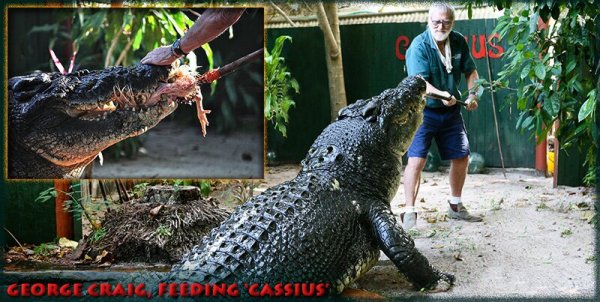  عکس بزرگترین کروکودیل جهان