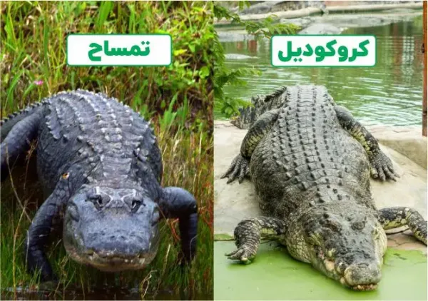  عکس کروکودیل و تمساح
