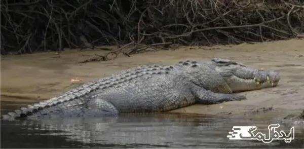  عکس کروکودیل و تمساح