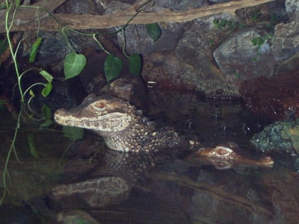  عکس تمساح خانگی