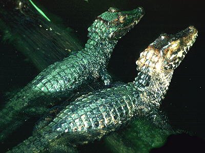  عکس تمساح خانگی