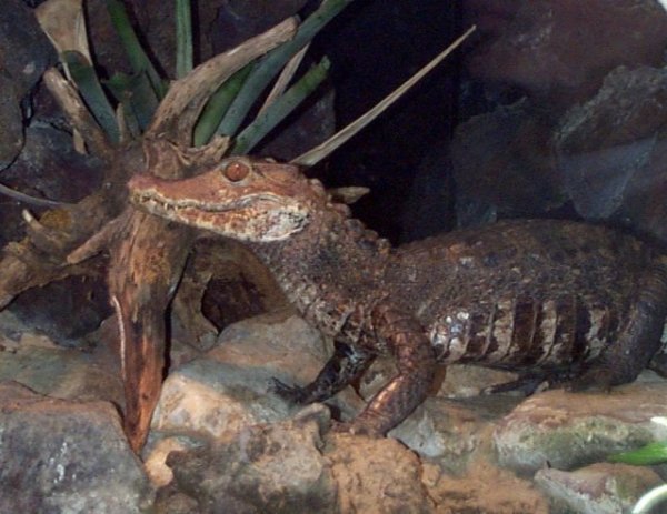  عکس تمساح خانگی