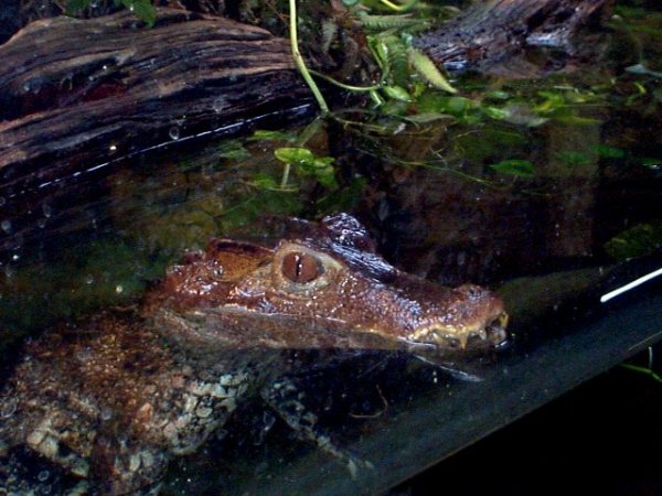  عکس تمساح خانگی