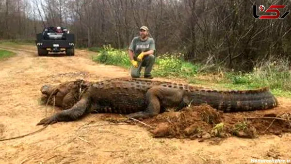 عکس کروکودیل وحشتناک
