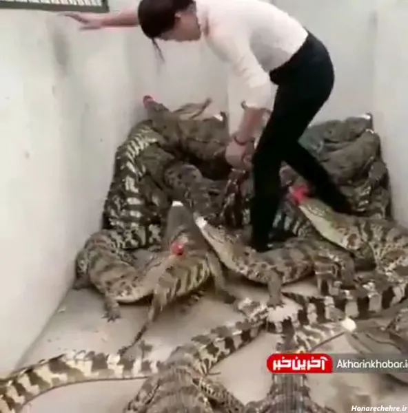  عکس کروکودیل وحشتناک